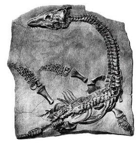 plesiosaure2.jpg