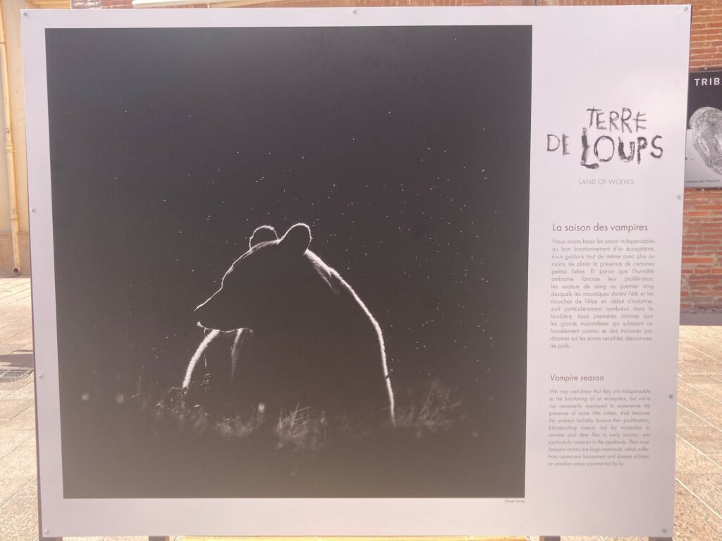 Olivier Larrey « Terre de loups »